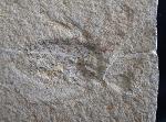 Scarabaeides deperditus GERMAR 1839 - Bild &copy; FossNet FossilienStore